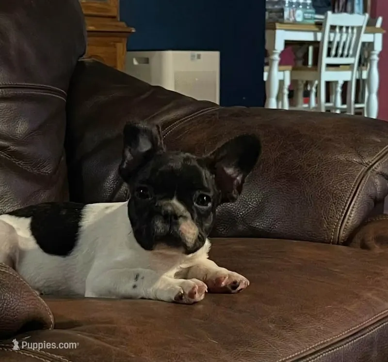 Butch – French Bulldog puppy for sale in Hardy, AR