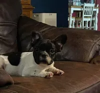 Butch, a male French Bulldog for sale in Hardy, AR – 1 of 1