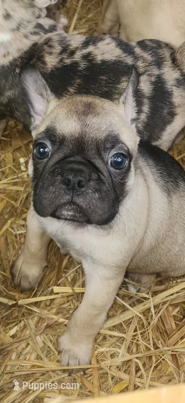 Maximum  – Frenchton puppy for sale in Hardy, AR