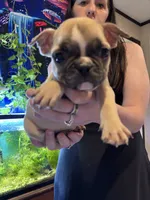 Shrimp , a female Frenchton for sale in Hardy, AR – 2 of 3