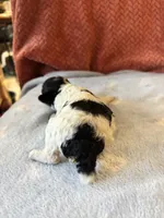 Joker, a male Poodle - Miniature  for sale in Hardy, AR – 8 of 10