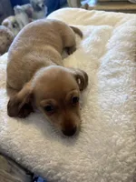 Dorothy, a female Miniature Dachshund and Chiweenie for sale in Hardy, AR – Photo 1 of 4