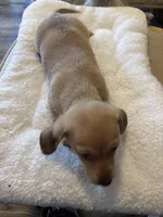 Dorothy, a female Miniature Dachshund and Chiweenie for sale in Hardy, AR – Photo 3 of 4