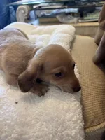 Dorothy, a female Miniature Dachshund and Chiweenie for sale in Hardy, AR – Photo 2 of 4