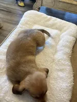 Dorothy, a female Miniature Dachshund and Chiweenie for sale in Hardy, AR – Photo 4 of 4