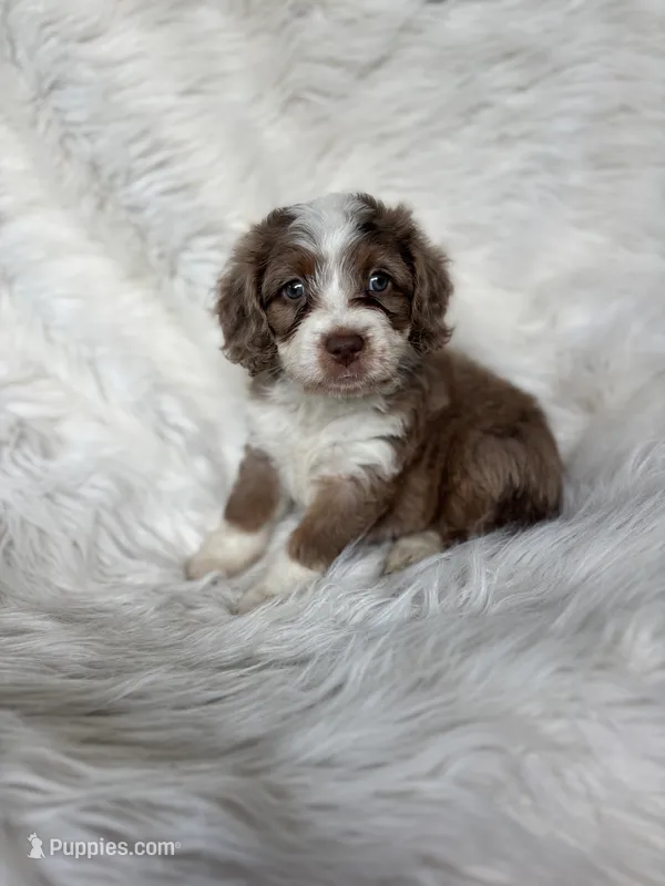 Gizmo – Cockapoo puppy for sale in Hardy, AR
