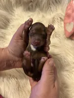 Princess peach, a female Doxiepoo for sale in Hardy, AR – 3 of 4