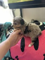 Scamp, a male Miniature Aussiedoodle for sale in Hardy, AR – 4 of 4