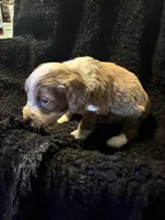 Gizmo, a male Cockapoo for sale in Hardy, AR – 4 of 5