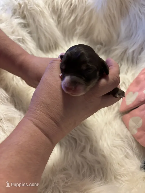 Rosalina – Doxiepoo puppy for sale in Hardy, AR