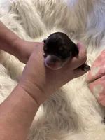 Rosalina, a female Doxiepoo for sale in Hardy, AR – 1 of 5