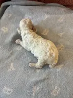 Maverick, a male Poodle - Miniature  for sale in Hardy, AR – 2 of 5