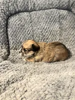 Piper, a female Shihpoo for sale in Hardy, AR – 3 of 3