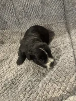 Remington, a male Shihpoo for sale in Hardy, AR – 3 of 3