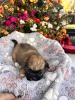 Yoki, a male Pekingese for sale in Hardy, AR – 4 of 5