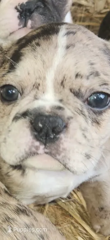 Toad – Frenchton puppy for sale in Hardy, AR
