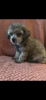 Yasmin, a female Poodle - Toy  for sale in Hardy, AR – 1 of 4