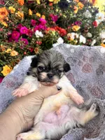 Yoshi, a male Pekingese for sale in Hardy, AR – 2 of 6