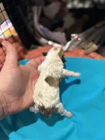 Mouse , a female Poodle - Toy  for sale in Hardy, AR – Photo 2 of 2