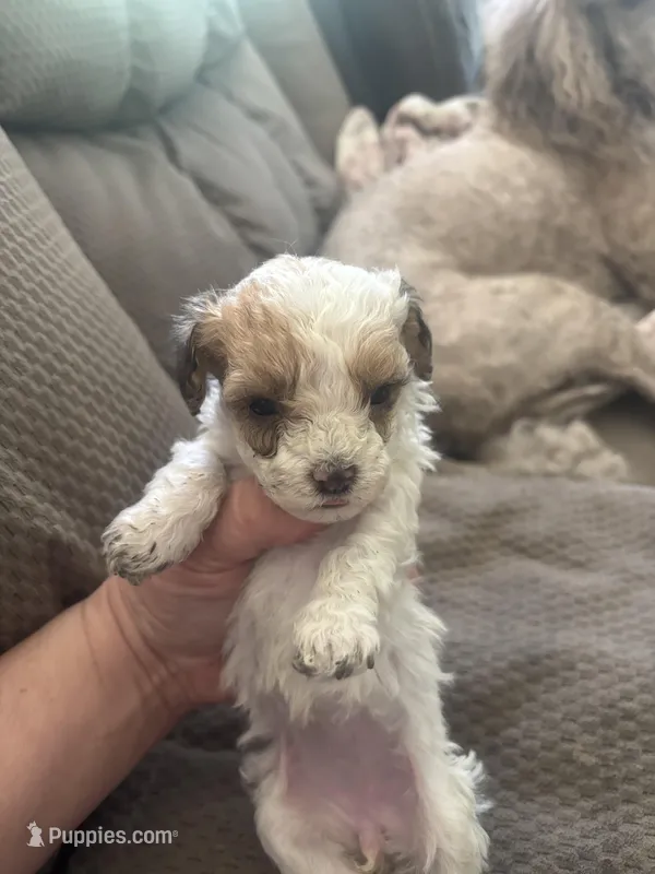Mouse  – Poodle - Toy  puppy for sale in Hardy, AR