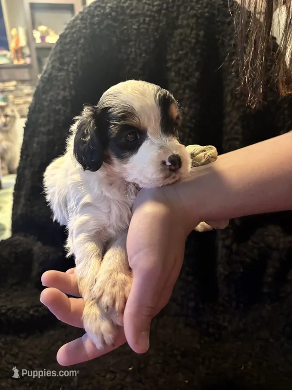 Minnie mouse – Cockapoo puppy for sale in Hardy, AR