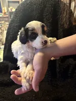 Minnie mouse, a male Cockapoo for sale in Hardy, AR – 1 of 4