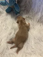 Mario, a male Doxiepoo for sale in Hardy, AR – 3 of 3