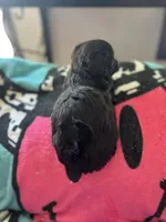 Tango , a male Miniature Aussiedoodle for sale in Hardy, AR – 3 of 4