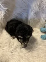 Rocco, a male Poodle - Toy  for sale in Hardy, AR – 2 of 5