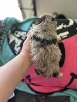 Scamp, a male Miniature Aussiedoodle for sale in Hardy, AR – 3 of 4