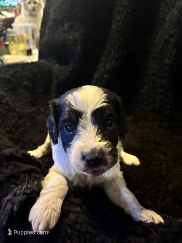 Charlotte – Cockapoo puppy for sale in Hardy, AR