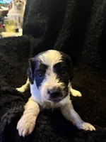 Charlotte, a female Cockapoo for sale in Hardy, AR – 5 of 8