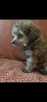 Yasmin, a female Poodle - Toy  for sale in Hardy, AR – 3 of 4