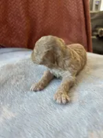 Littlr, Dan, a male Poodle - Miniature  for sale in Hardy, AR – 4 of 6