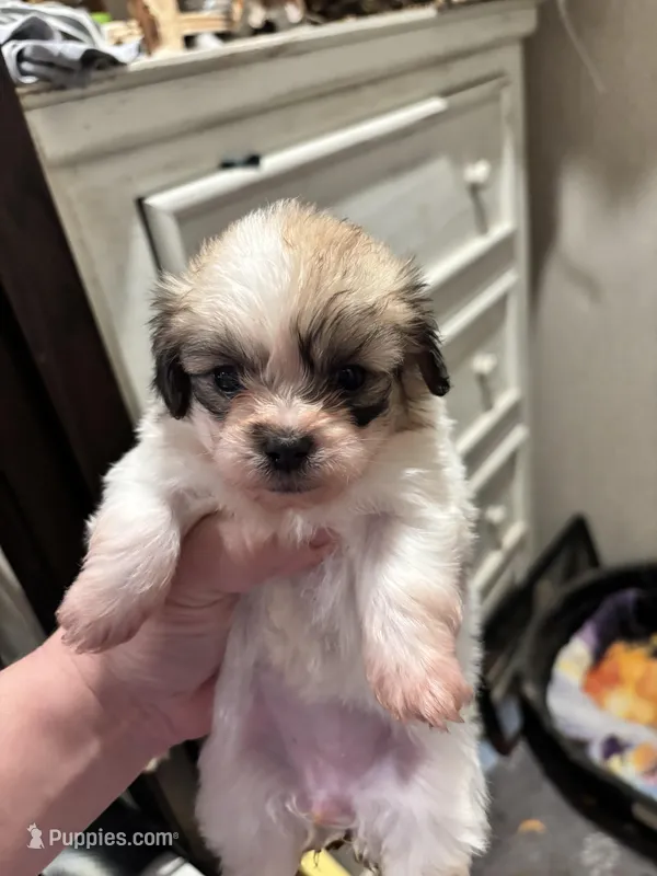 Louise – Peekapoo puppy for sale in Hardy, AR
