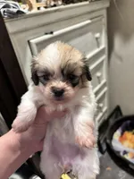 Louise, a female Peekapoo for sale in Hardy, AR – Photo 1 of 6