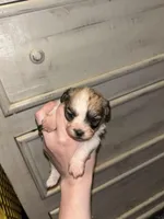 Louise, a female Peekapoo for sale in Hardy, AR – Photo 2 of 6