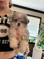 Rat , a male Poodle - Toy  and Toy Australian Shepherd for sale in Hardy, AR – 4 of 5