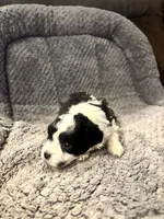 Tod, a male Shihpoo for sale in Hardy, AR – 2 of 3