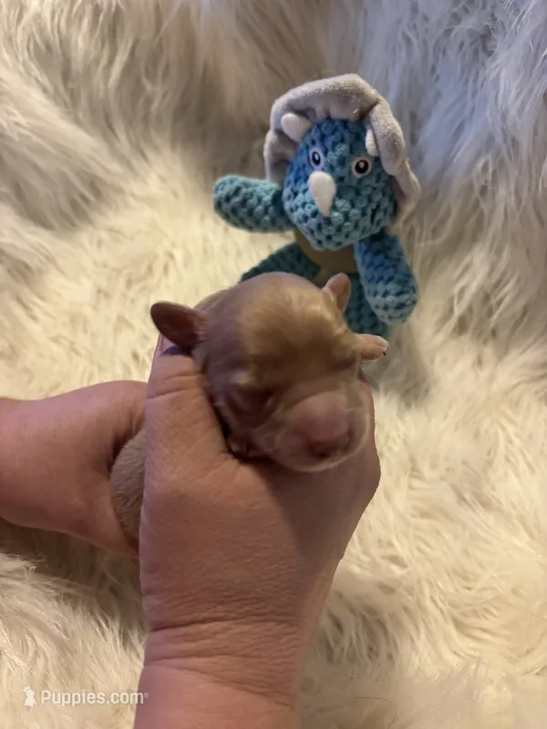 Mario – Doxiepoo puppy for sale in Hardy, AR
