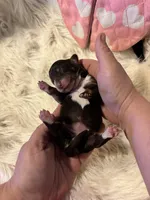 Rosalina, a female Doxiepoo for sale in Hardy, AR – 4 of 5