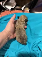 Frank, a male Poodle - Toy  for sale in Hardy, AR – Photo 2 of 2