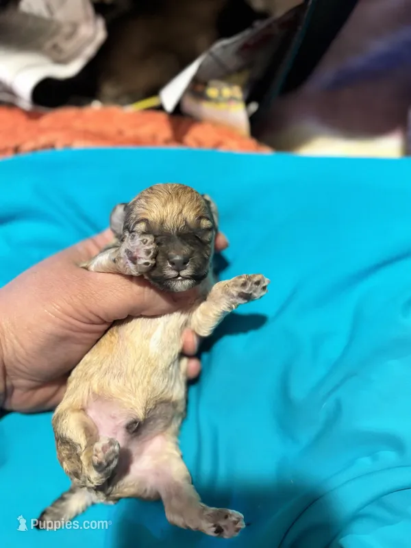 Frank – Poodle - Toy  puppy for sale in Hardy, AR