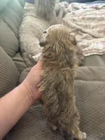 Frank, a male Poodle - Toy  for sale in Hardy, AR – 7 of 10