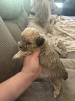 Frank, a male Poodle - Toy  for sale in Hardy, AR – 6 of 10