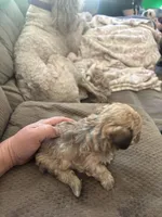 Frank, a male Poodle - Toy  for sale in Hardy, AR – 5 of 10