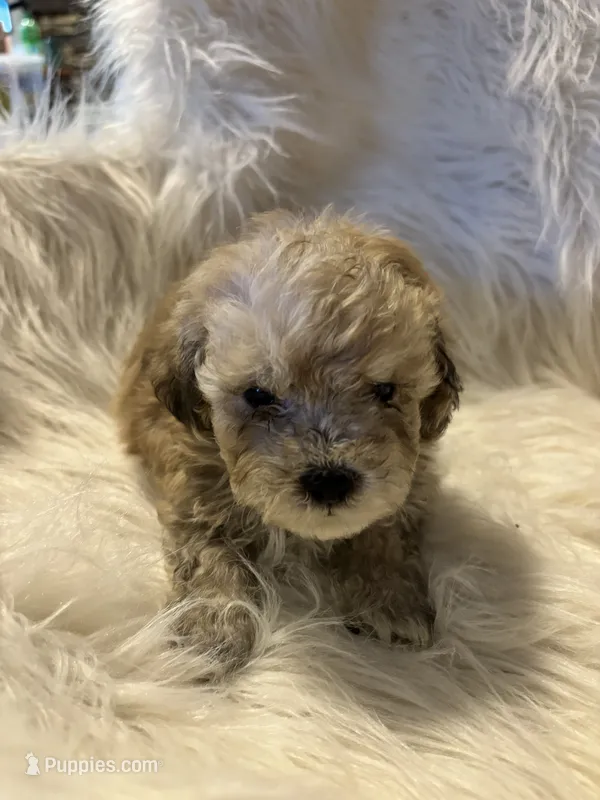 Oliver – Poodle - Toy  puppy for sale in Hardy, AR