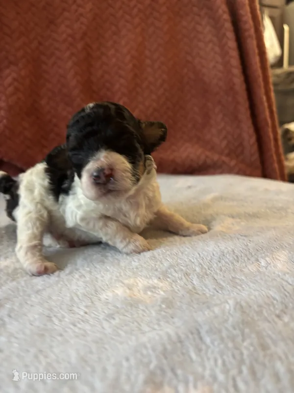 Joker – Poodle - Miniature  puppy for sale in Hardy, AR
