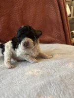 Joker, a male Poodle - Miniature  for sale in Hardy, AR – 4 of 10