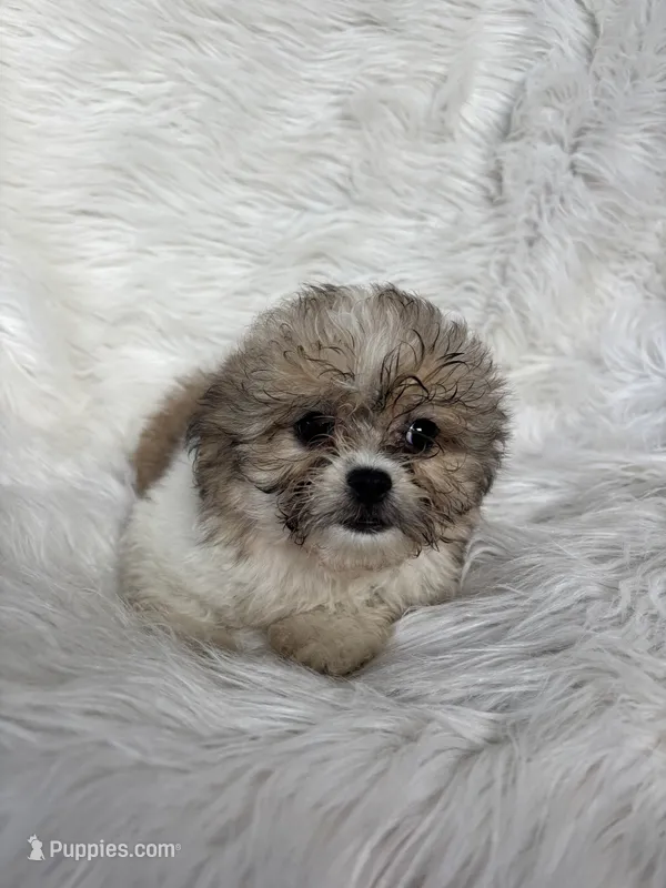 Bam Bam  – Peekapoo puppy for sale in Hardy, AR